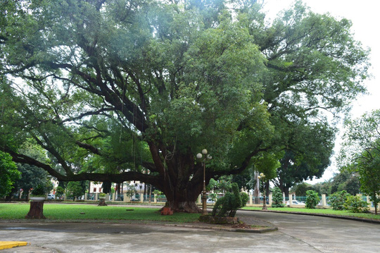 [-]Đắk[-]Lắk:[-]Cưa[-]cây[-]di[-]sản[-]vì...[-]sợ[-]lây[-]bệnh